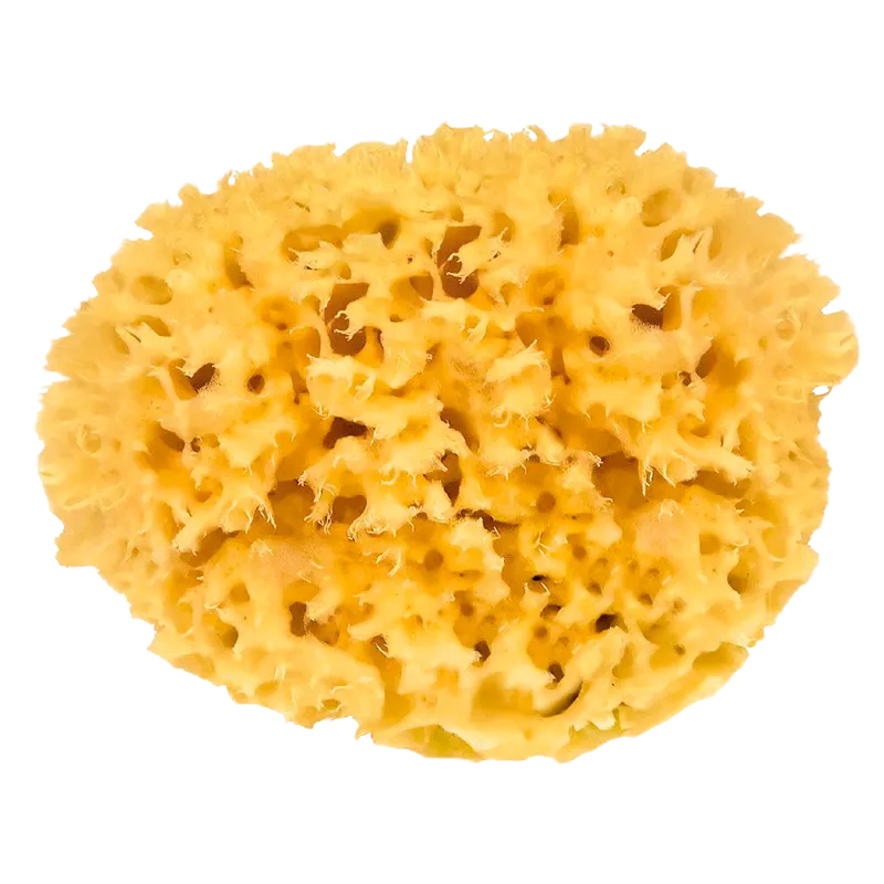 Croll & Denecke Natursvamp (13 cm) i æske (1 stk)