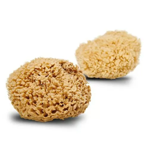 Cocoon Natursvamp Honey Wool 13-14 cm (1 stk)