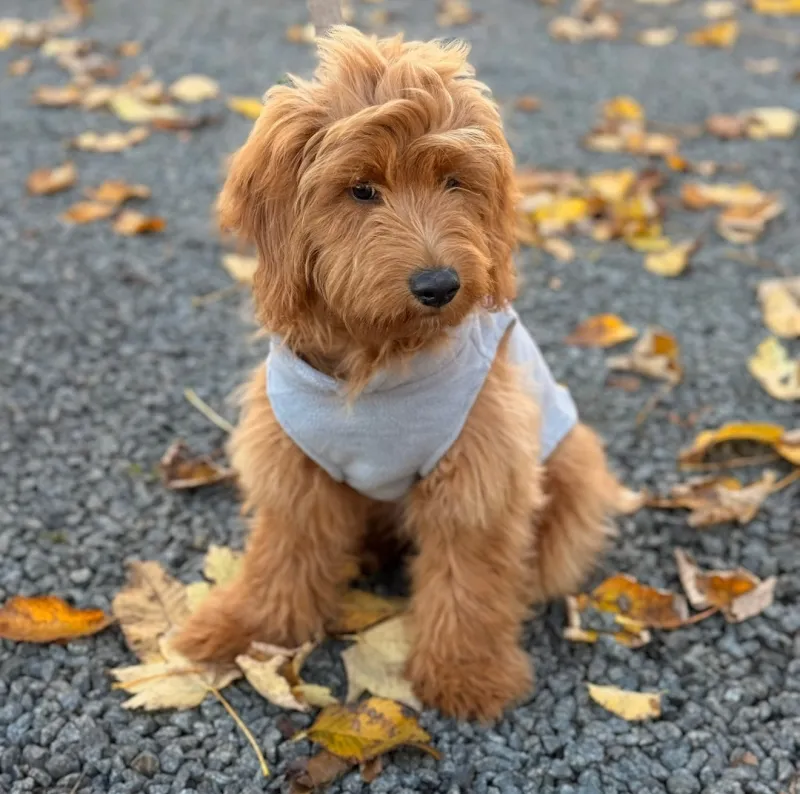 Hunde fleecetrøje - brun - Small / Grå