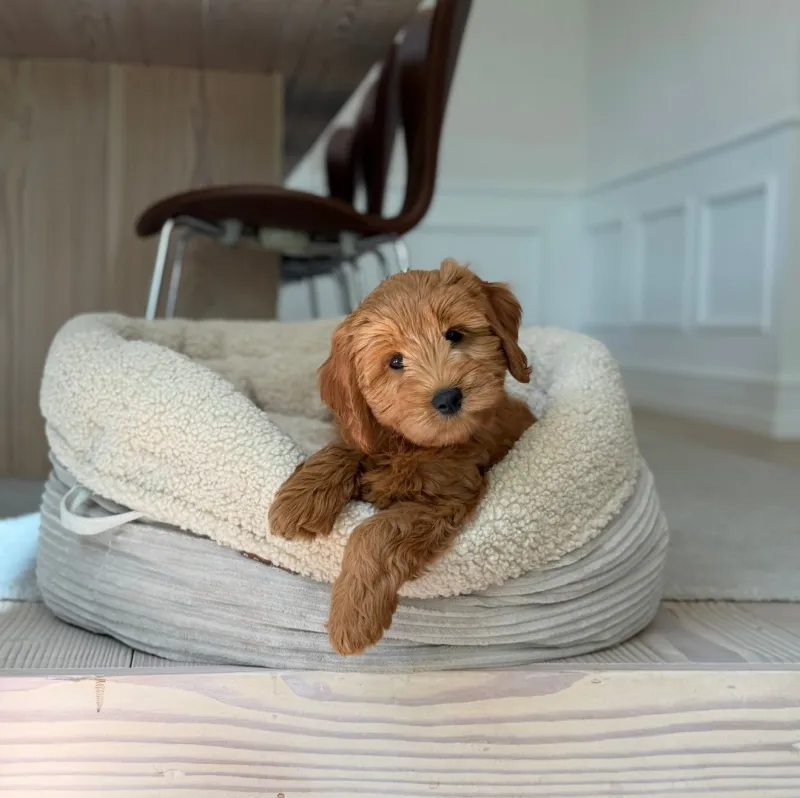 Hanna hundekurven i sherpa fleece & bred fløjl