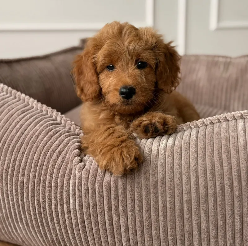 Carl hundekurven / lys brun bred fløjl - Medium