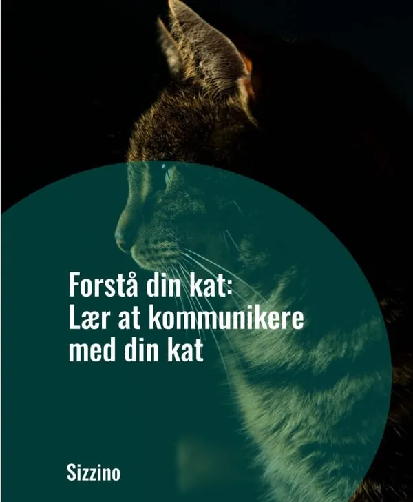 Forstå din kat: Lær at kommunikere med din kat