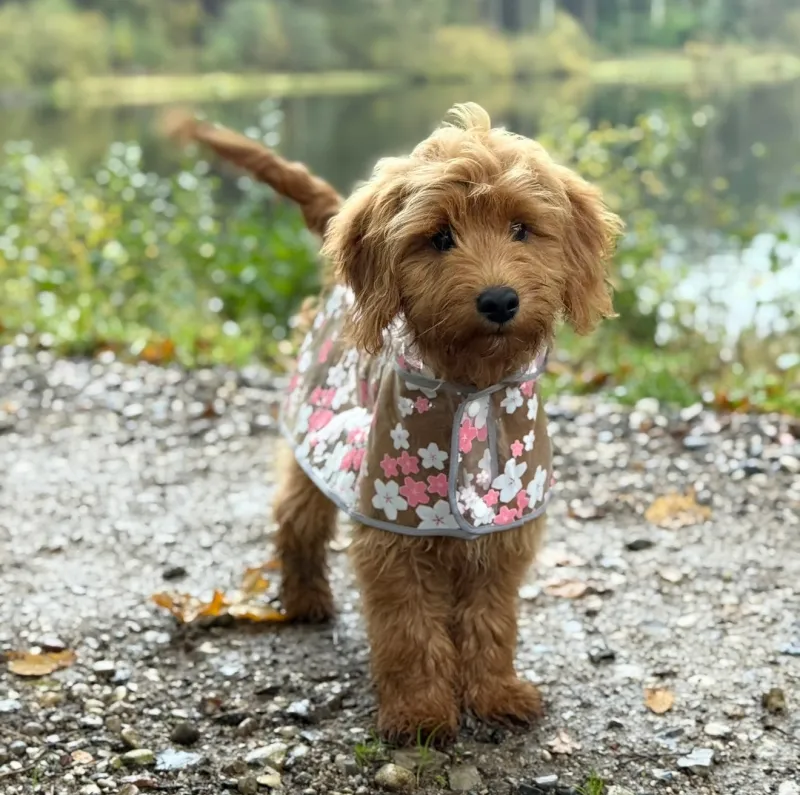 Regnjakke til hund m. Blomster / pink - Small