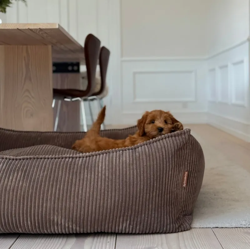 Carl hundekurven i mørk brun - bred fløjl - Medium