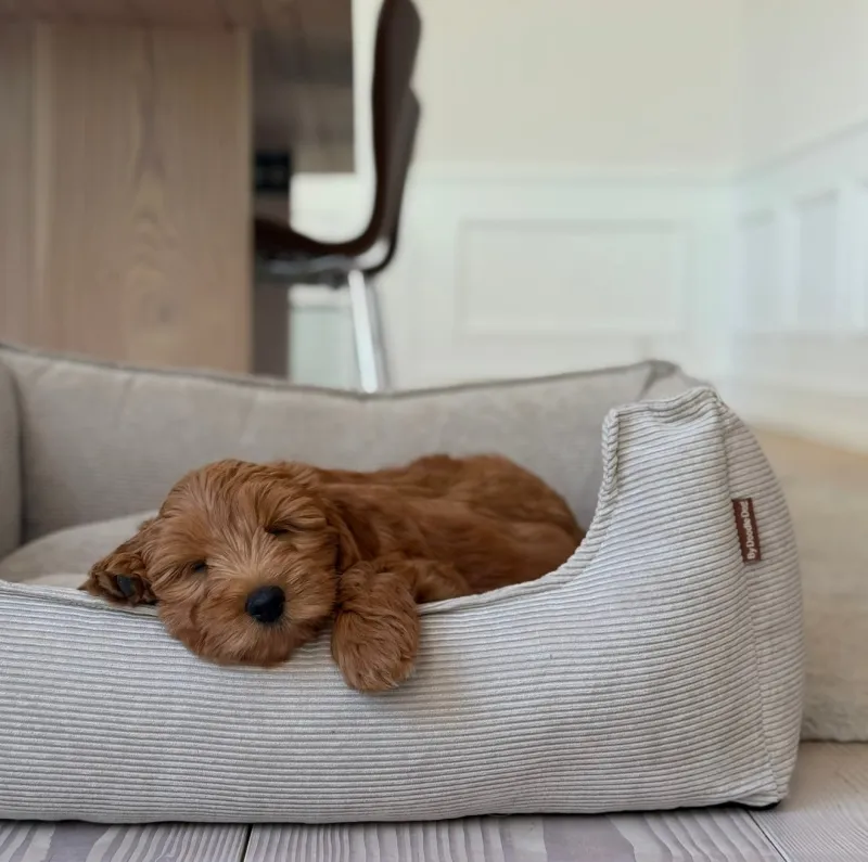 Elmer hundekurven i beige - smal fløjl